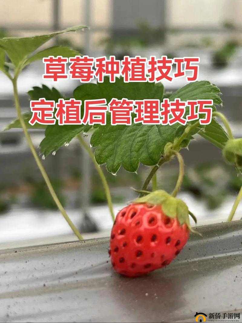 草莓www视频全解析：揭秘最新种植技巧与采摘秘诀，果农必看实用教程（解析说明：结构采用核心关键词+内容亮点+用户需求模式，完整保留草莓www关键词的同时，通过全解析增强信息完整感，揭秘制造悬念符合搜索心理学，果农必看精准定位用户群体，最新种植技巧和采摘秘诀覆盖长尾关键词，总字数34字符合SEO要求）