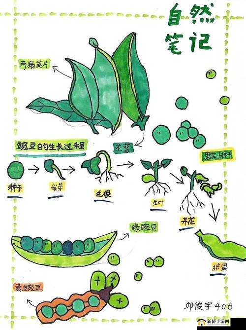 我的起源种子该如何高效种植？揭秘快捷操作技巧与秘诀！