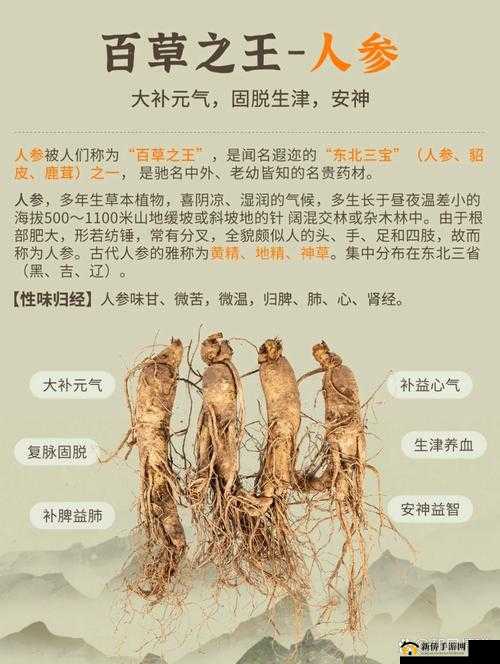 光芒妖恋奇谭中人参素材有何作用？如何高效获取人参？